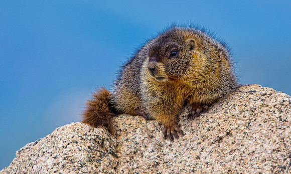 Marmot-3048-2