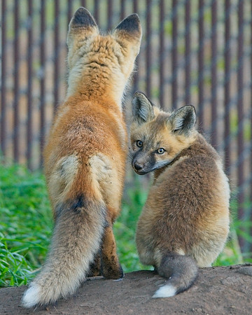 Fox Kit-6993_Export