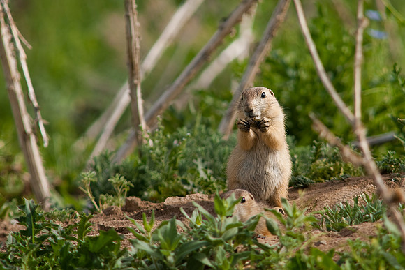 Prarie Dog-9774