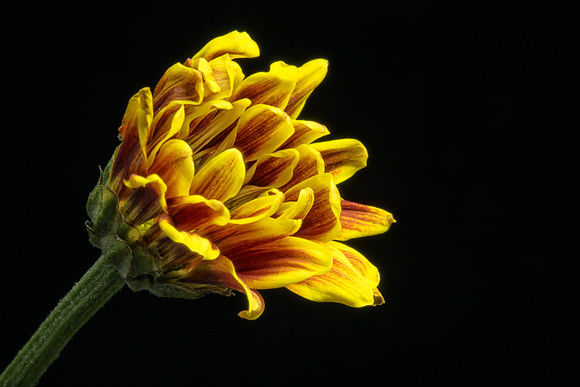 Floral Macro-09265