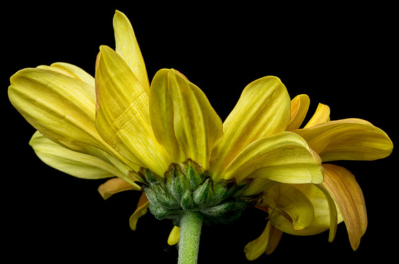 Floral Macro-LK-09348