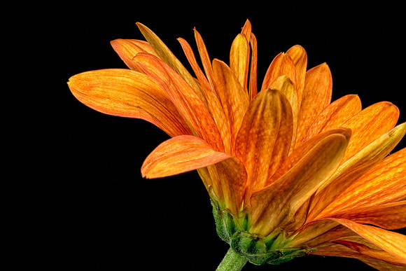 Floral Macro-09267