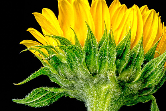 Floral Macro-09418