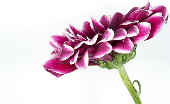 Floral Macro-HK-05877
