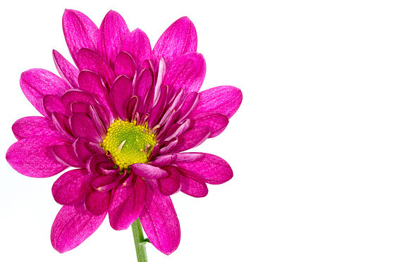 Floral Macro-HK-05891