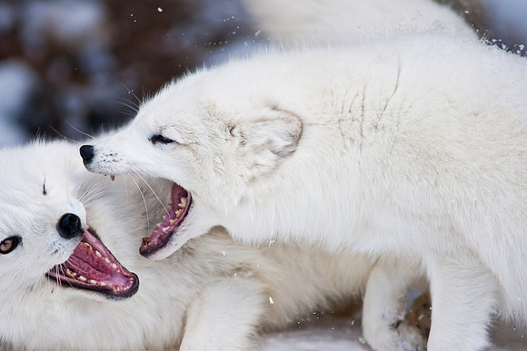 Arctic Fox-9233.jpg