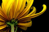 Floral Macro-06202