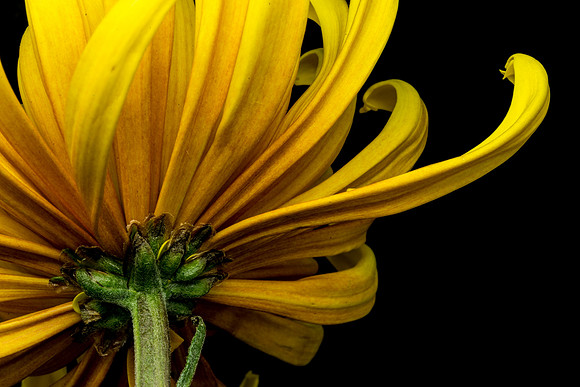 Floral Macro-06202