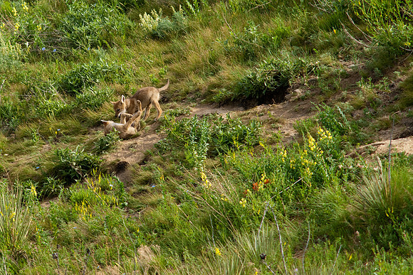 Coyote Pups-9449