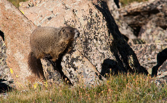 Baby Marmot-8425