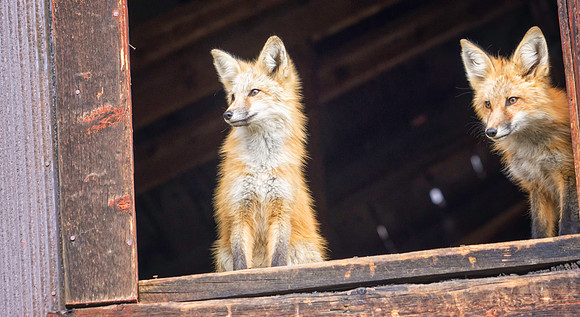 Red Fox-6614-1