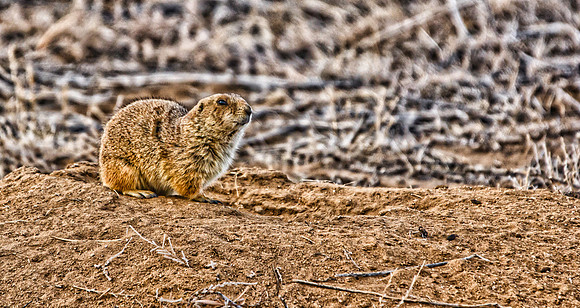 Prairie Dog-001-