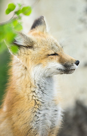 Fox Kit-01610