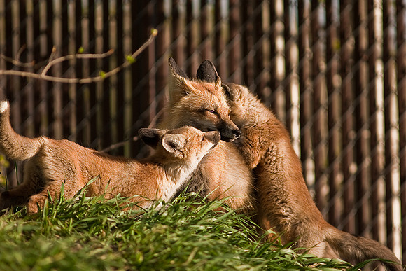 Fox Kit-6515