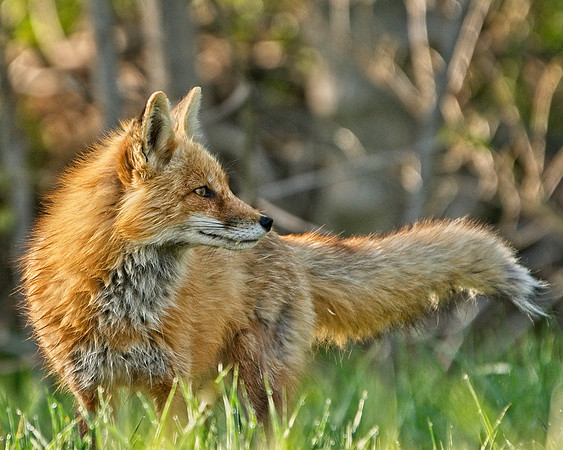 Jay Ryser - Red Fox-3905_Export