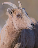 Badger_284
