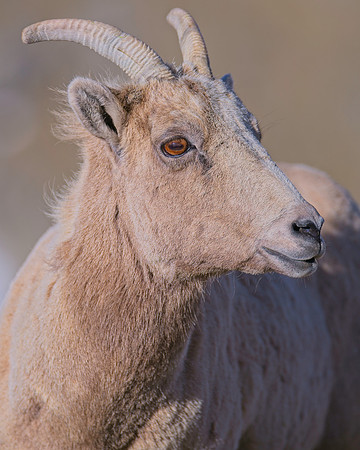 Badger_284