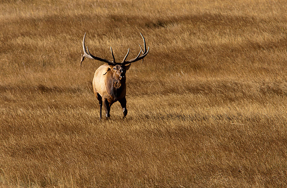 Bull-3307