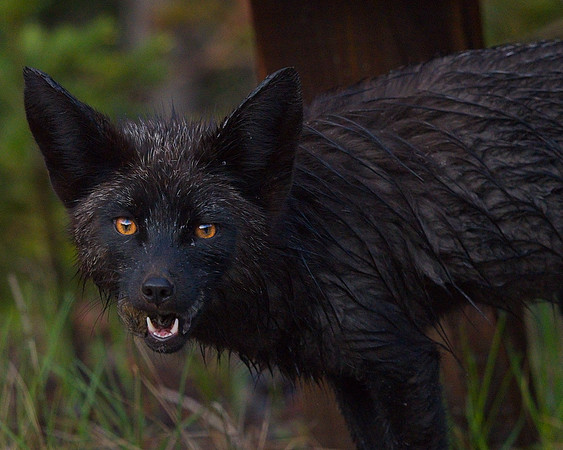 Silver Fox 6-17 (3)