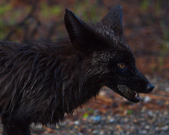 Silver Fox 6-17 (22)