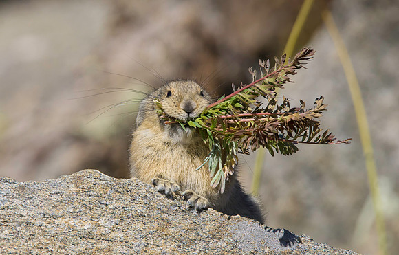 Pika with Hay-4154-2