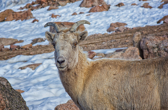 Big Horn Ewe-5493-1
