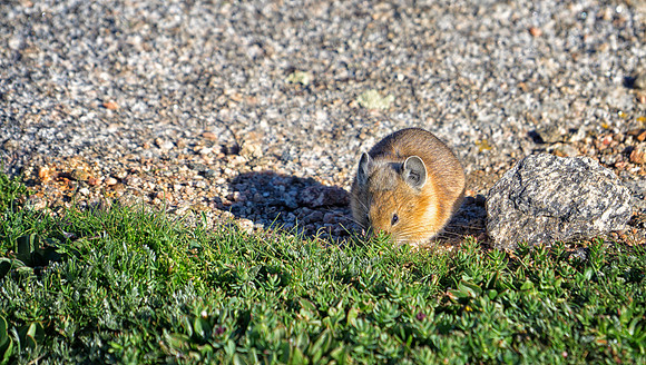 Pika-8559-1