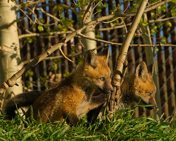 Fox Kit-7278_Export