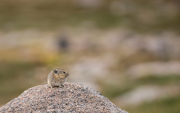Pika Juvenile-04286