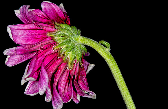 Floral Macro-06290-