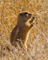 Wildlife - Misc.