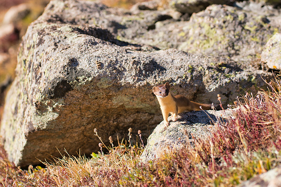 Weasel-06409