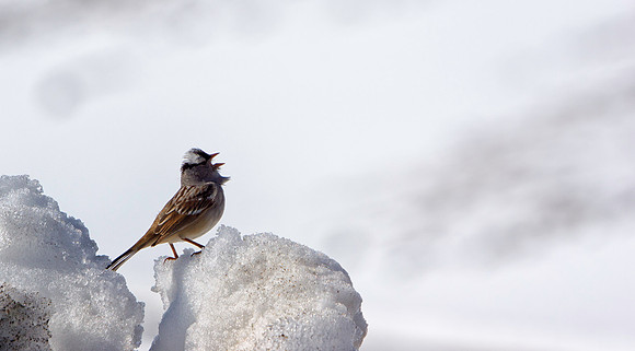 Alpine Bird-7400-1
