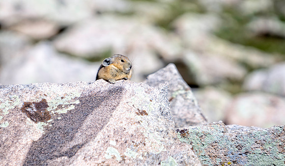 Pika-9064-1