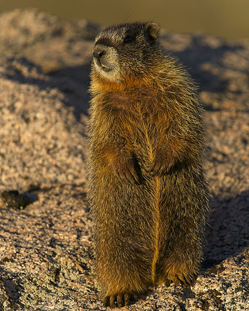 MT EVANS 8-20 (75)