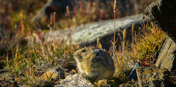 Pika-6022-1