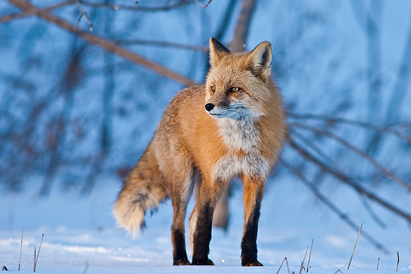 Red Fox-00150