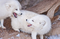 Arctic Foxes