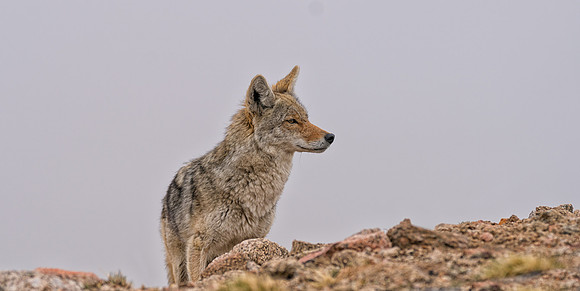 Coyote-09068