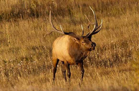 Bull-2774