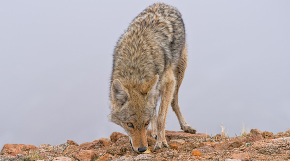 Coyote-09087