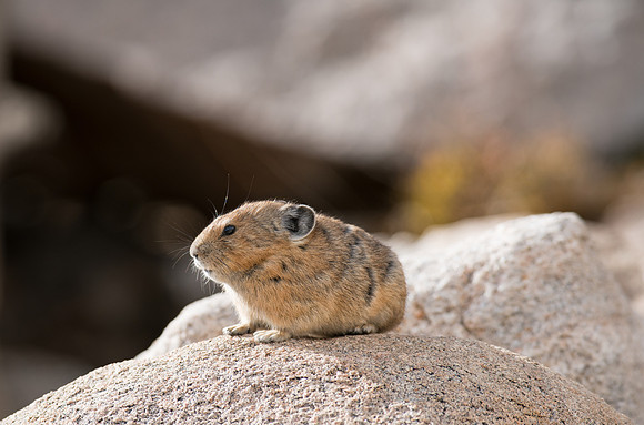 Pika-04123