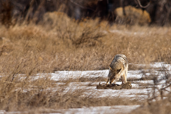 Coyote-9603.jpg