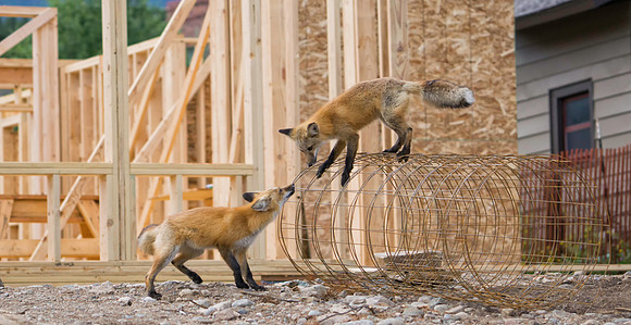 Red Fox-6195-1