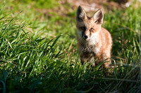 Fox Kit-4910