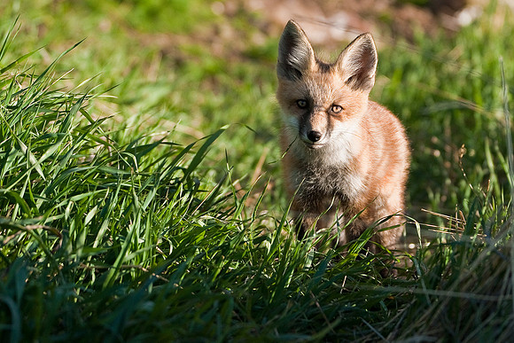 Fox Kit-4910