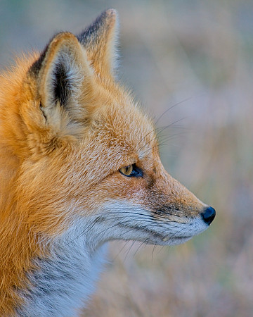 Red Fox-5264