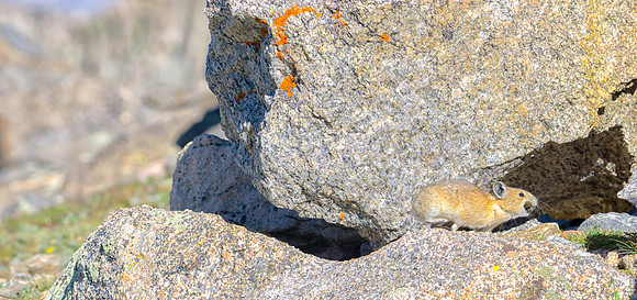 Pika Running-0772-1
