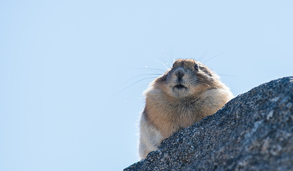 Pika-03711