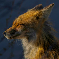 Kits (286)